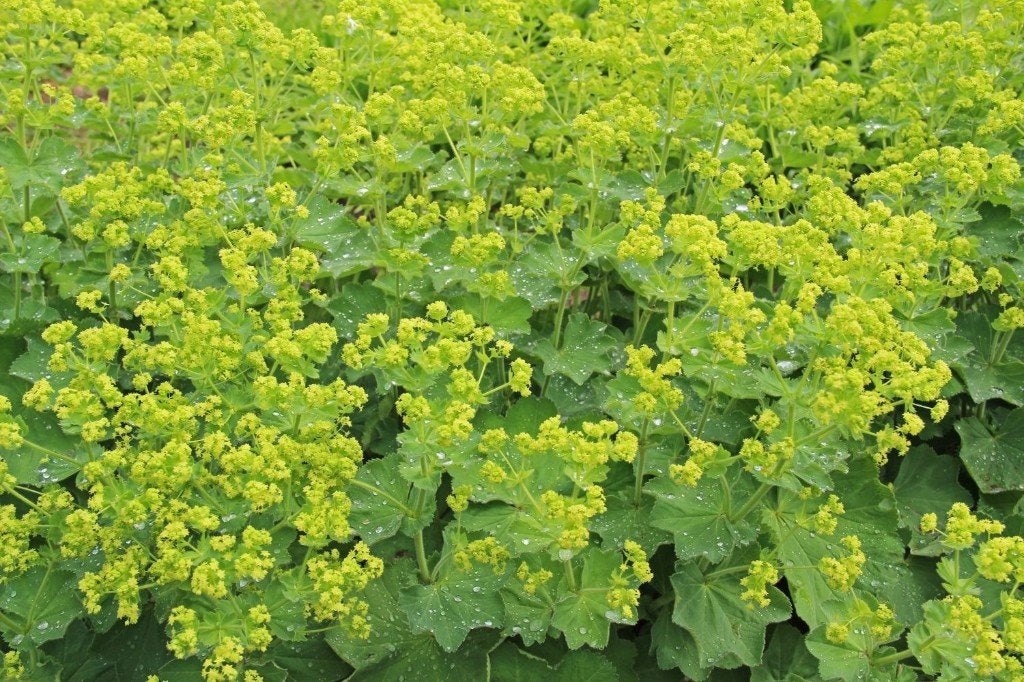 Vrouwenmantel/Alchemilla mollis, Volle zon, Vaste plant, Lente, Ophalen