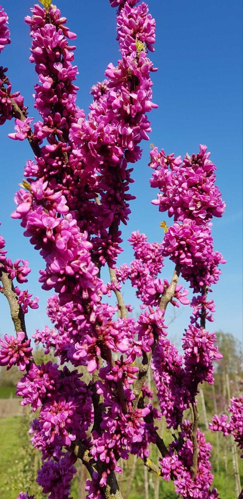 Cercis Chinensis Avondale / Judas boom / best bloeiende ‼️‼️, Tuin en Terras, Planten | Bomen, Lente, 250 tot 400 cm, Ophalen