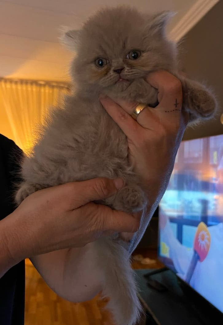 perzisch langhaar Blue PointXBritse Korthaar 1 meisje nog❤️, Meerdere dieren