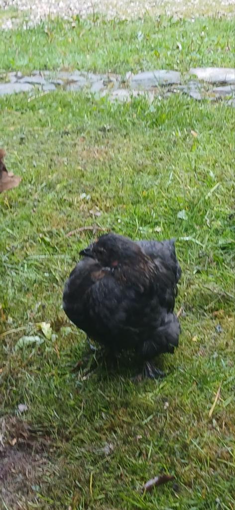 Leuke zwarte kuikens te koop., Dieren en Toebehoren, Meerdere dieren, Kip