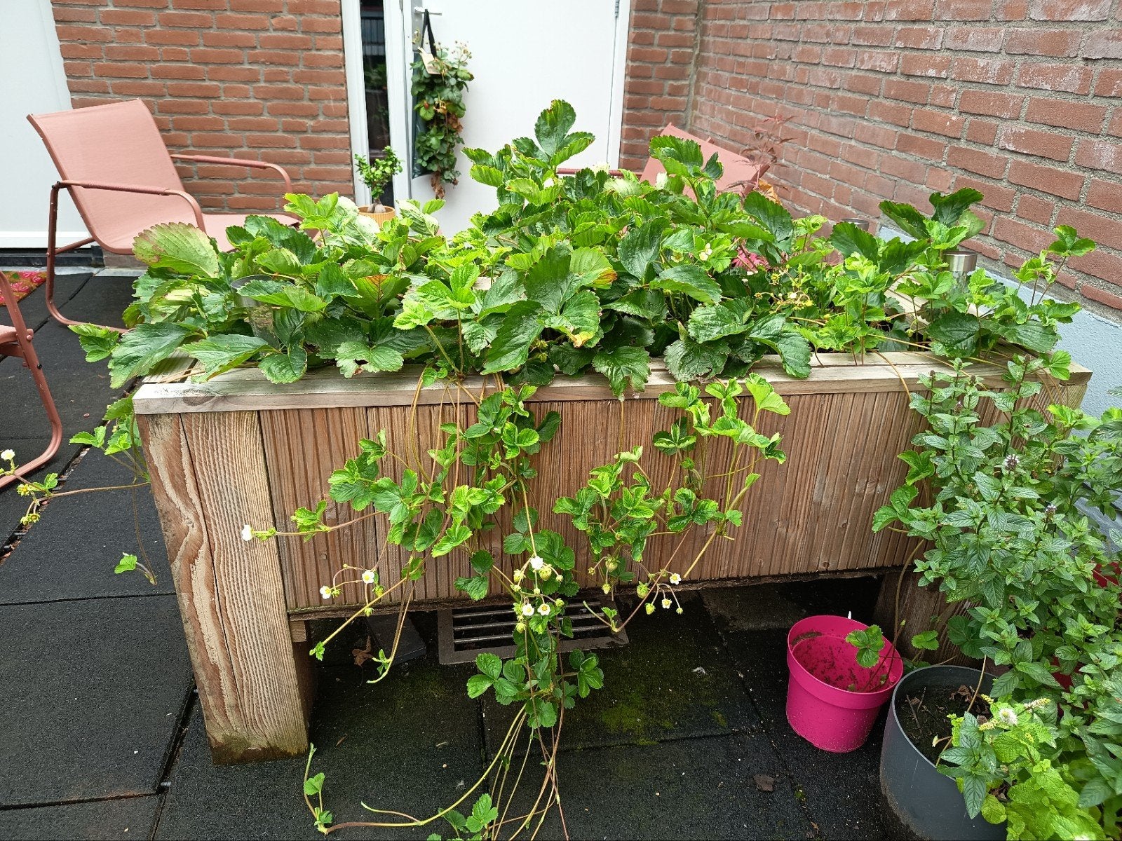 Aardbeien stekjes - 5 voor €5, Tuin en Terras, Planten | Tuinplanten, Ophalen, Vaste plant, Fruitplanten, Volle zon