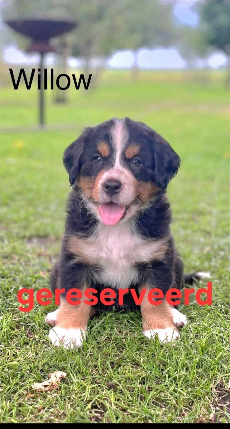 Berner sennen pup, Parvo, 8 tot 15 weken, Meerdere, Meerdere dieren