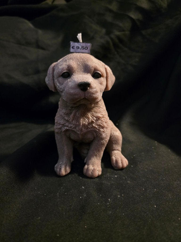 Sierkaars Labrador pup, Ophalen of Verzenden, Nieuw, Dier