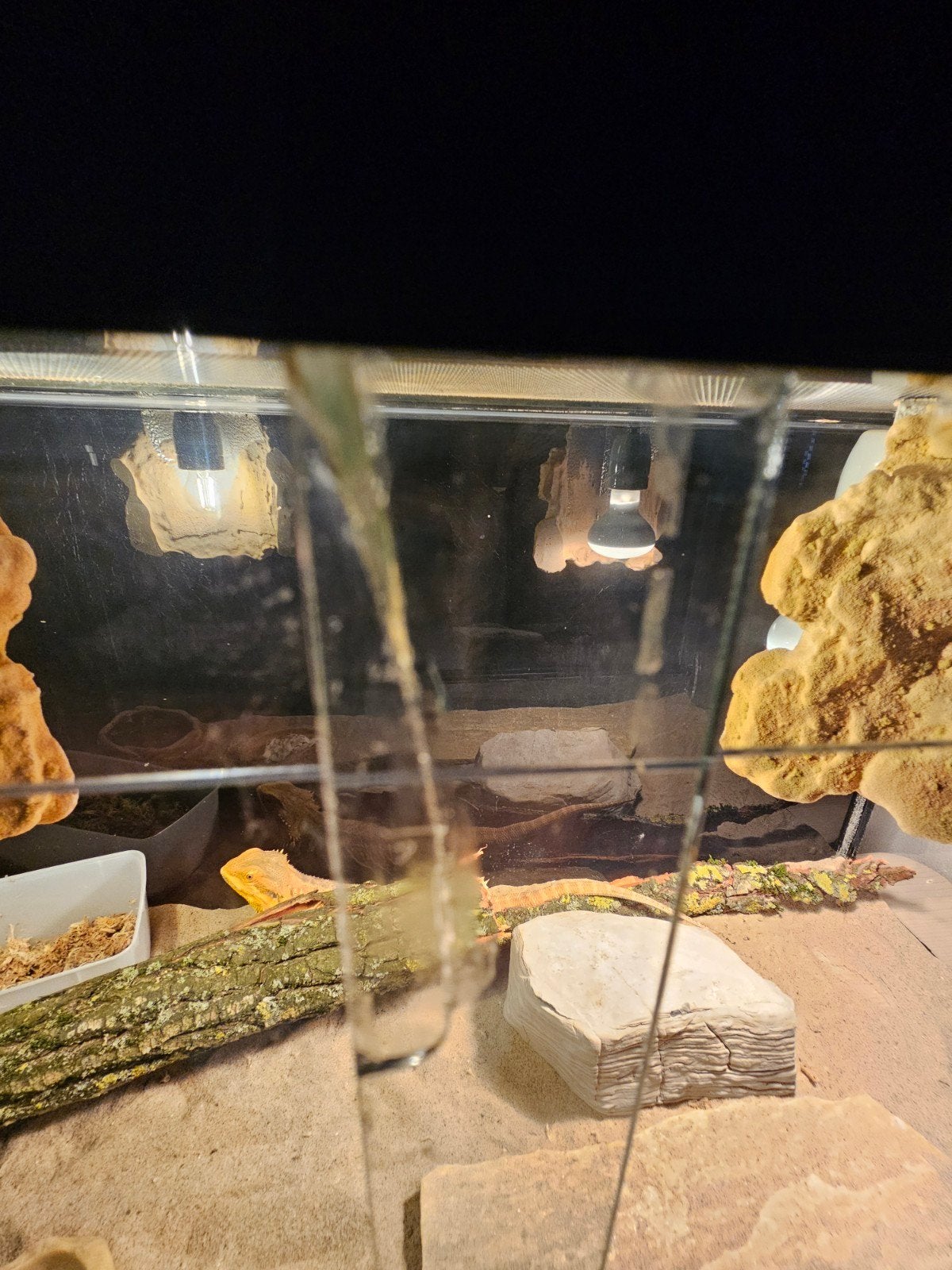 Baardagaam - Vrouw - Oranje - INCL Terrarium 100-40-50. Bearded Dragon photo 13