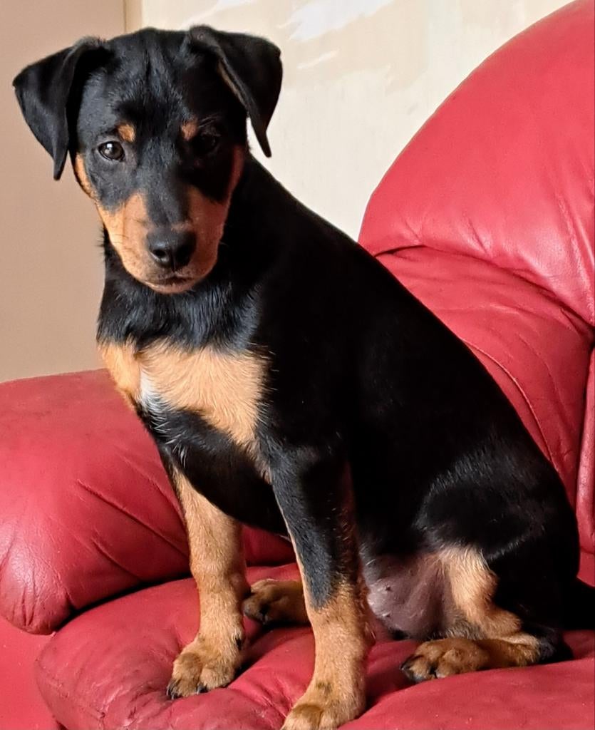 Te koop Jack russel hoog benig, Reu, CDV (hondenziekte), Meerdere, Nederland