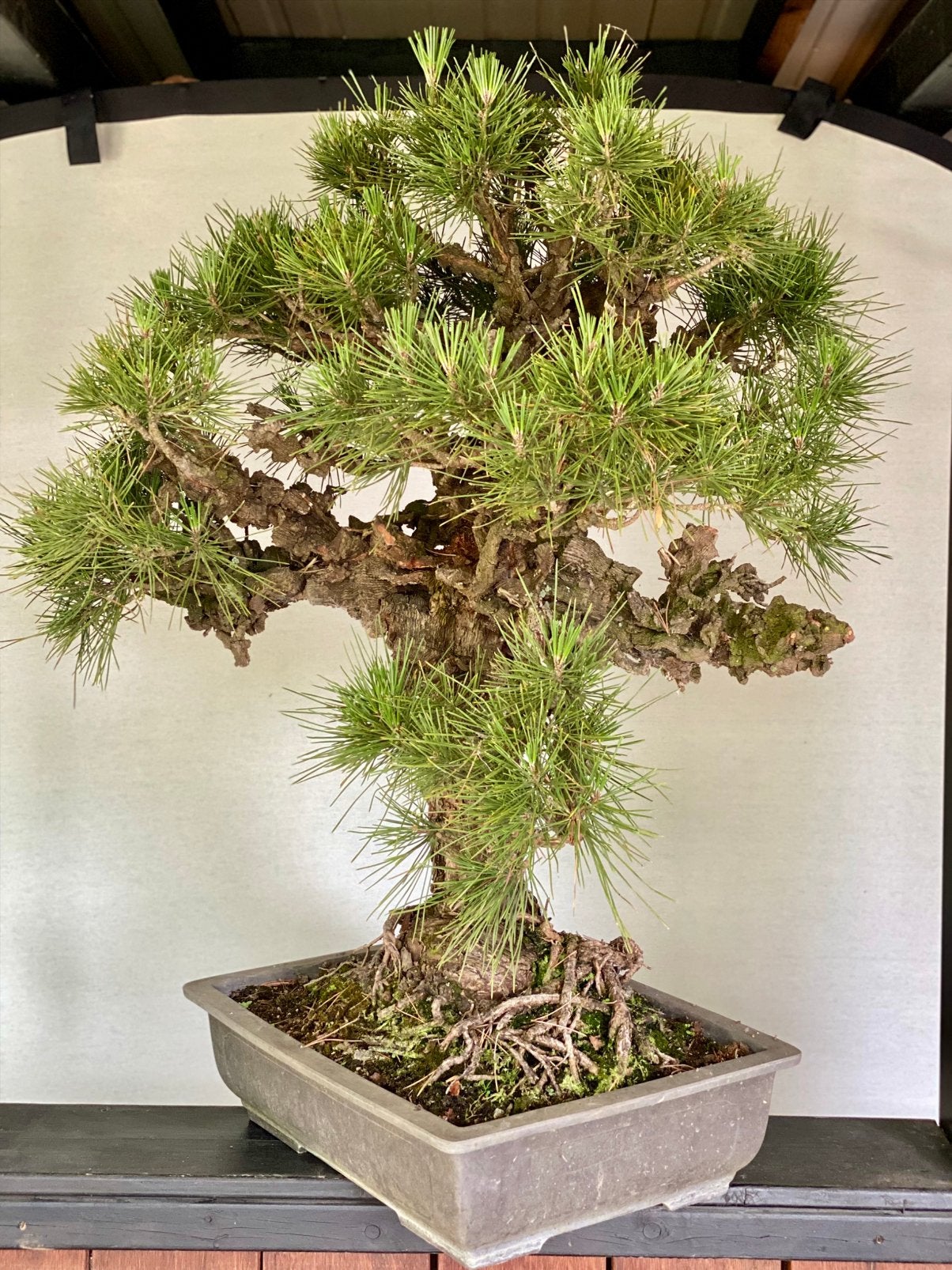 Bonsai Pinus Thunbergii Corticosa, zeer grote Japanse Boom, Bloeit niet, Overige soorten, Minder dan 100 cm, Ophalen