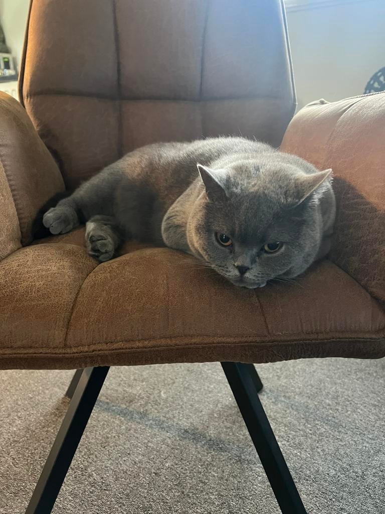 Gratis, Dieren en Toebehoren, Kater