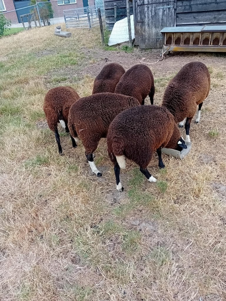 zwartbles ooitjes, Vrouwelijk, Schaap, 0 tot 2 jaar