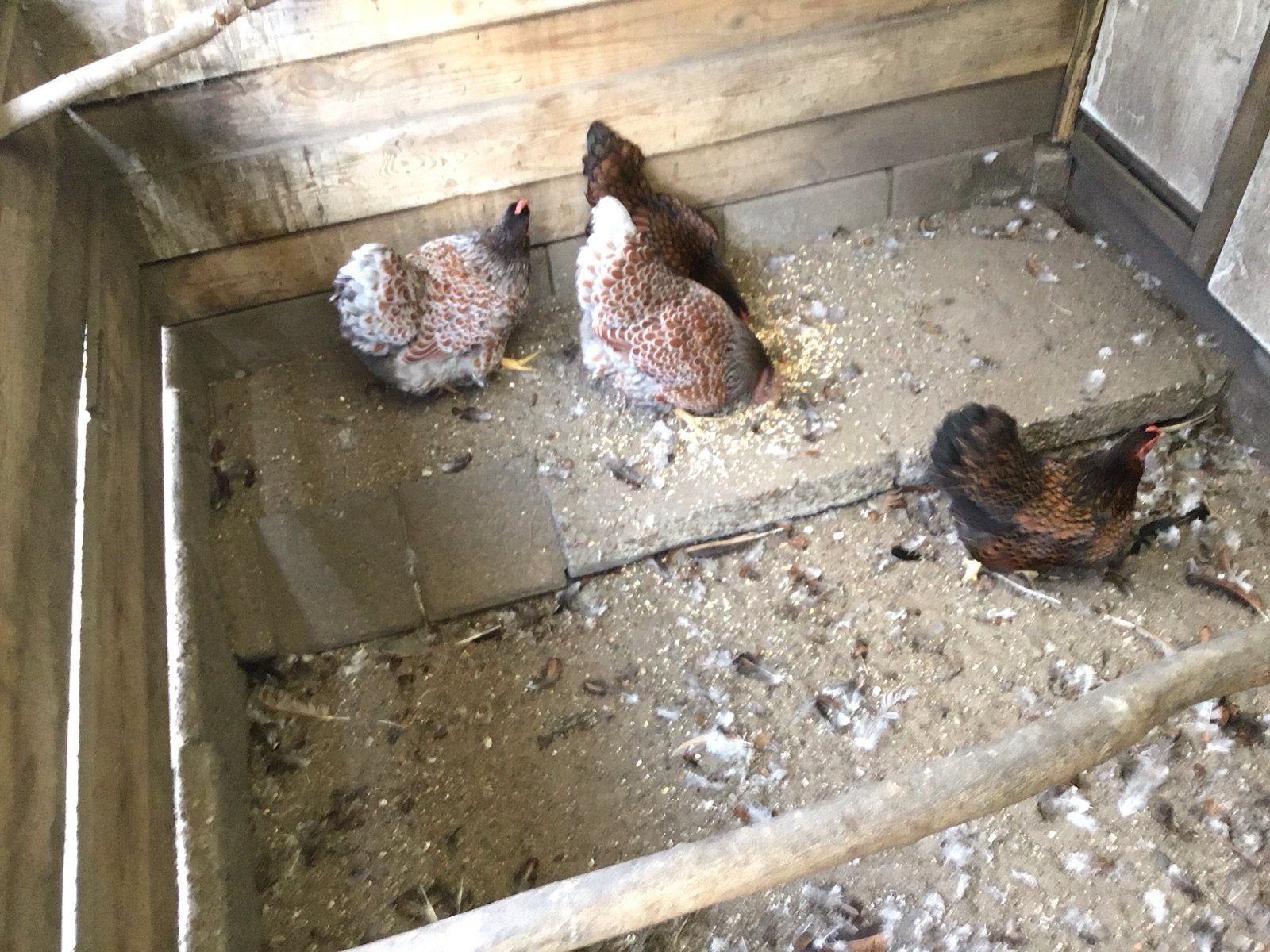 Kriel kippen, Dieren en Toebehoren, Pluimvee
