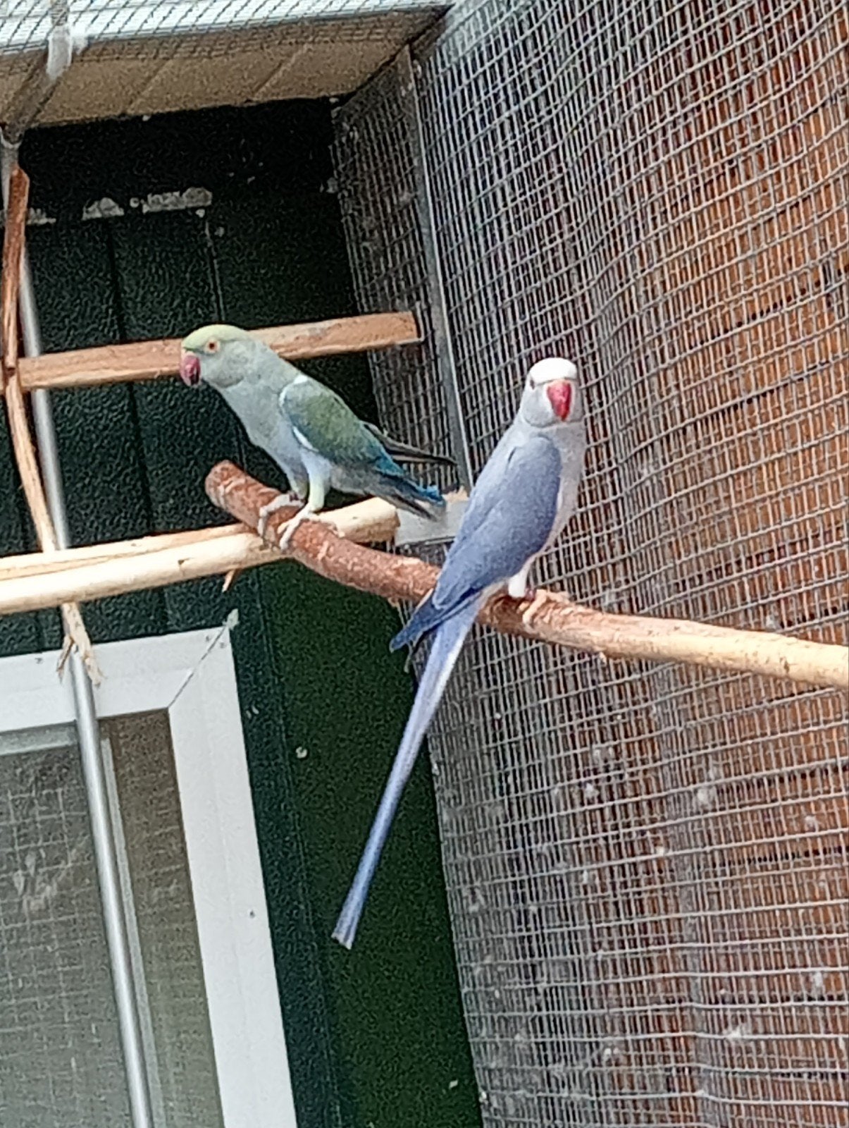 Koppel halsbanden parkieten en hun jongen, Meerdere dieren, Parkiet