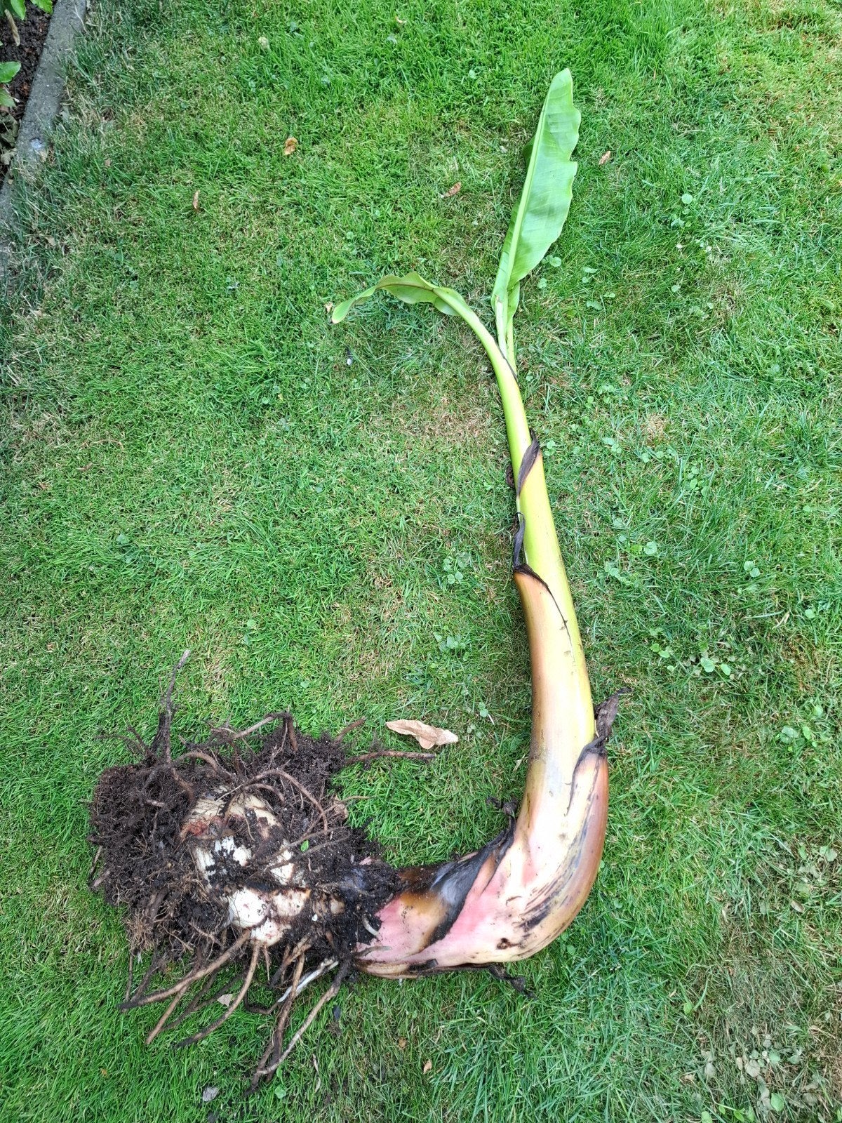 Bananenplant musa Basjoo incl knol  totale hoogte 120 cm, Tuin en Terras, Ophalen, Overige soorten, Volle zon
