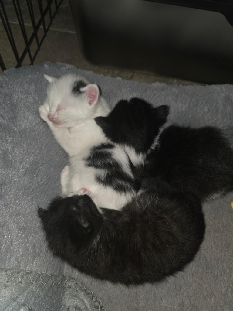 Lieve kittens aangeboden 🥰, Dieren en Toebehoren, Meerdere dieren, Kortharig, 0 tot 2 jaar