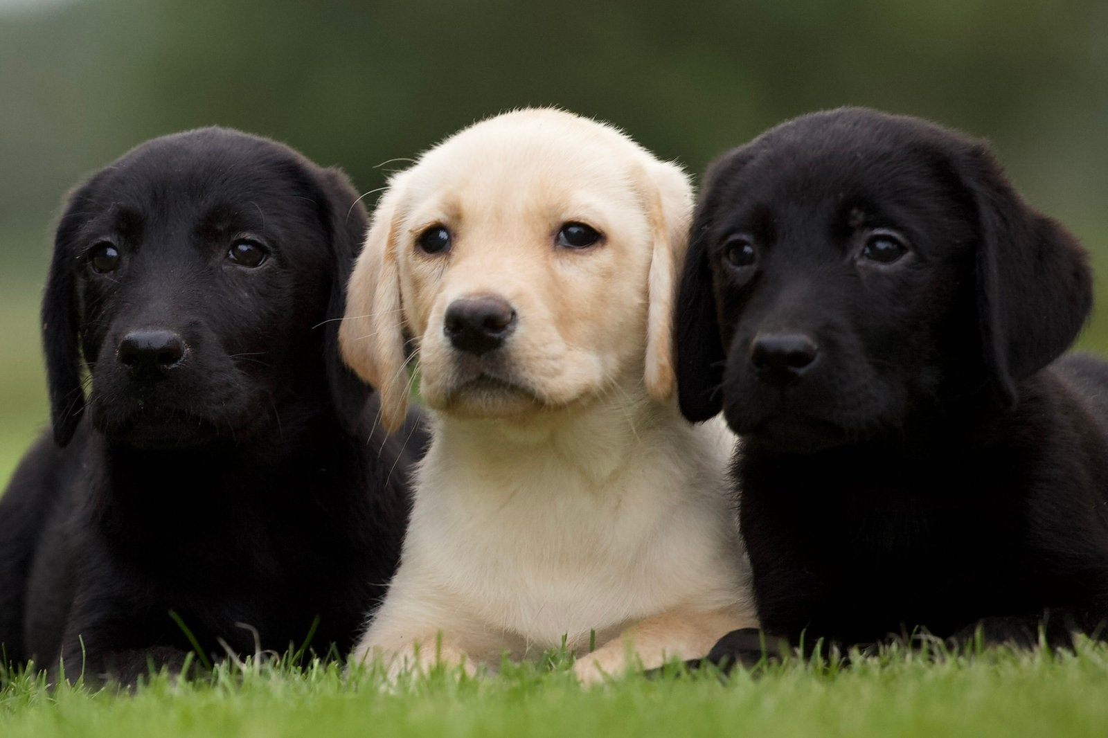 Vrolijke raszuivere labrador retriever pups, Parvo, 8 tot 15 weken, Labrador retriever, Meerdere