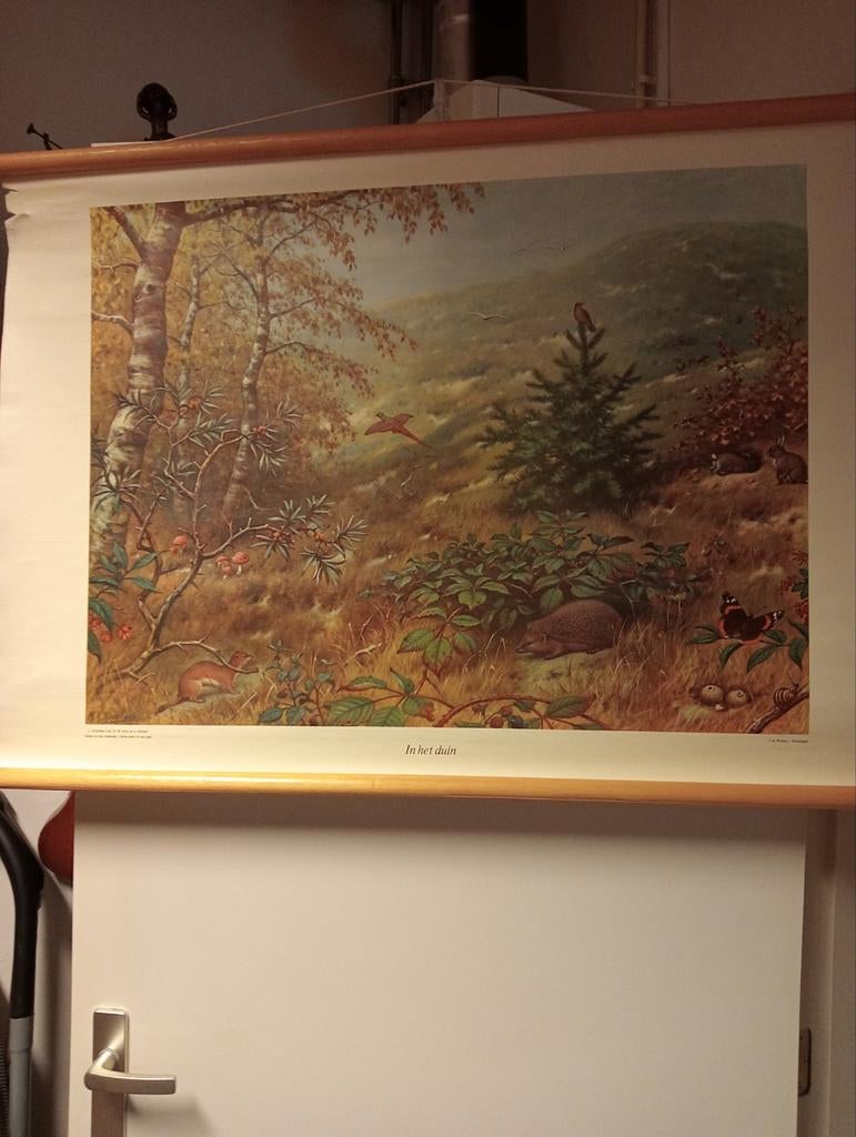 Vintage Schoolplaat 'In het duin' M.A. Koekkoek, Antiek en Kunst, Ophalen of Verzenden, Natuur en Biologie