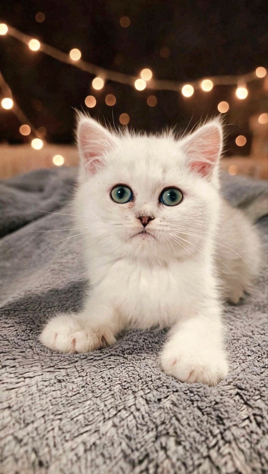 Prachtig Brits korthaar kitten - Black silver shaded,3 m.oud