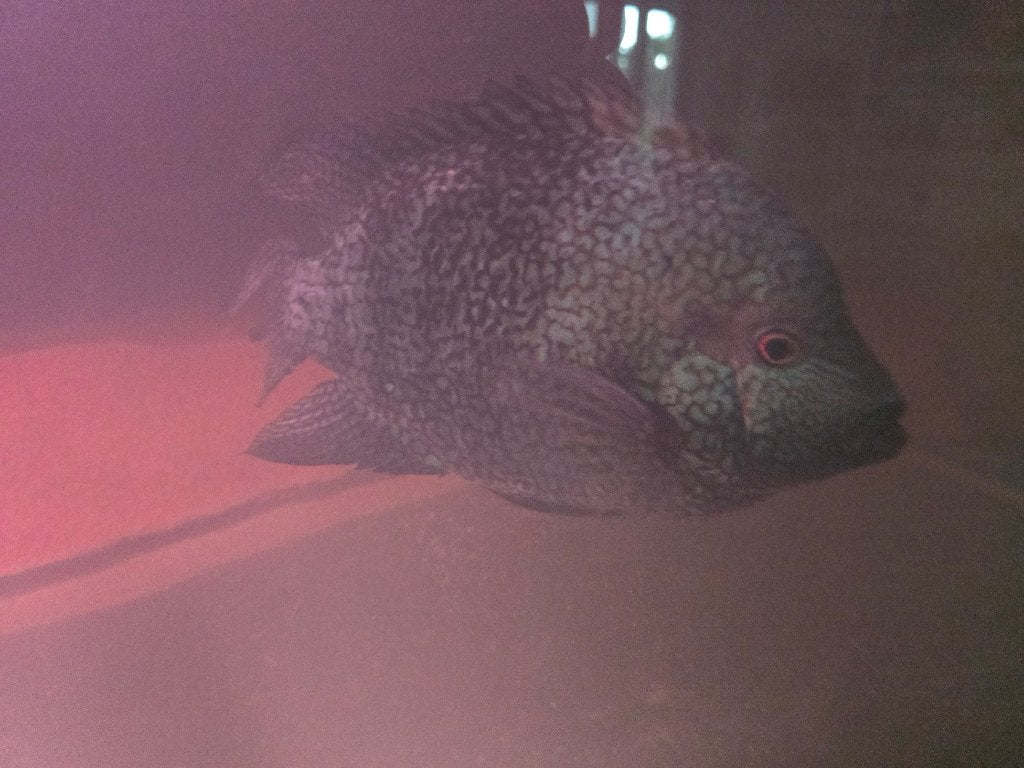 Carpintos aquarium vis 2 stuks, Vis, Zoetwatervis