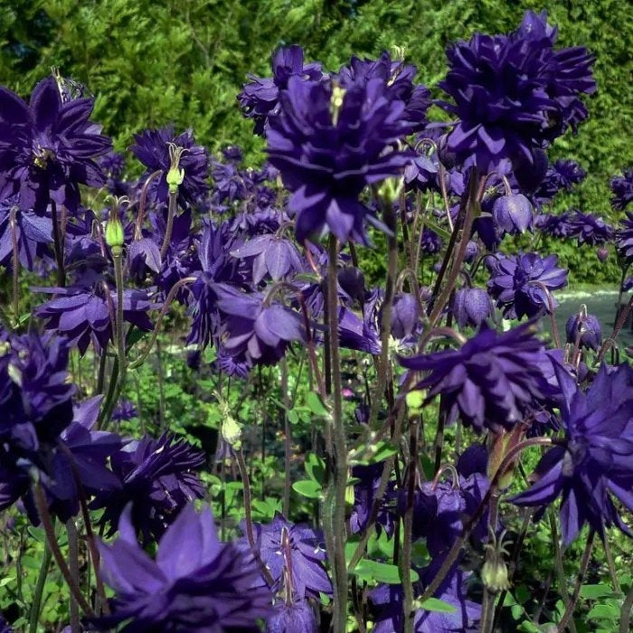 Mooie Akelei Blue Barlow aan de weg in mijn plantentafel., Ophalen, Overige soorten