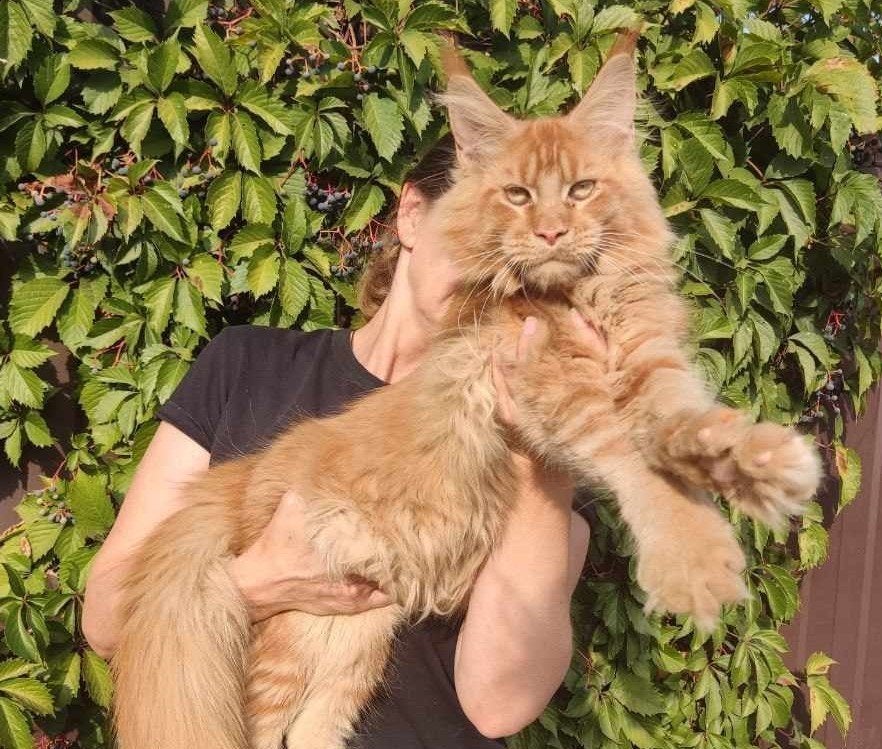 nog 1 mooi maine coon poesje, Poes, Ontwormd, 0 tot 2 jaar