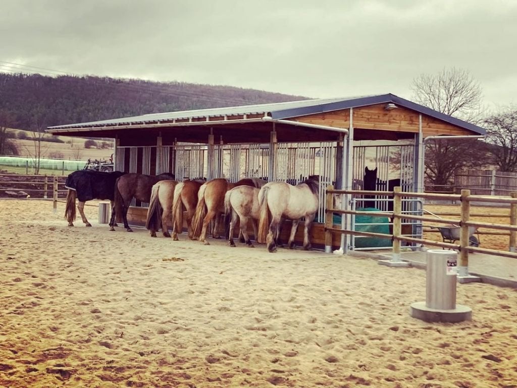 Hooiruiven voor paarden - Weide hooiruif & Voederhek paarden, Dieren en Toebehoren, Weidegang