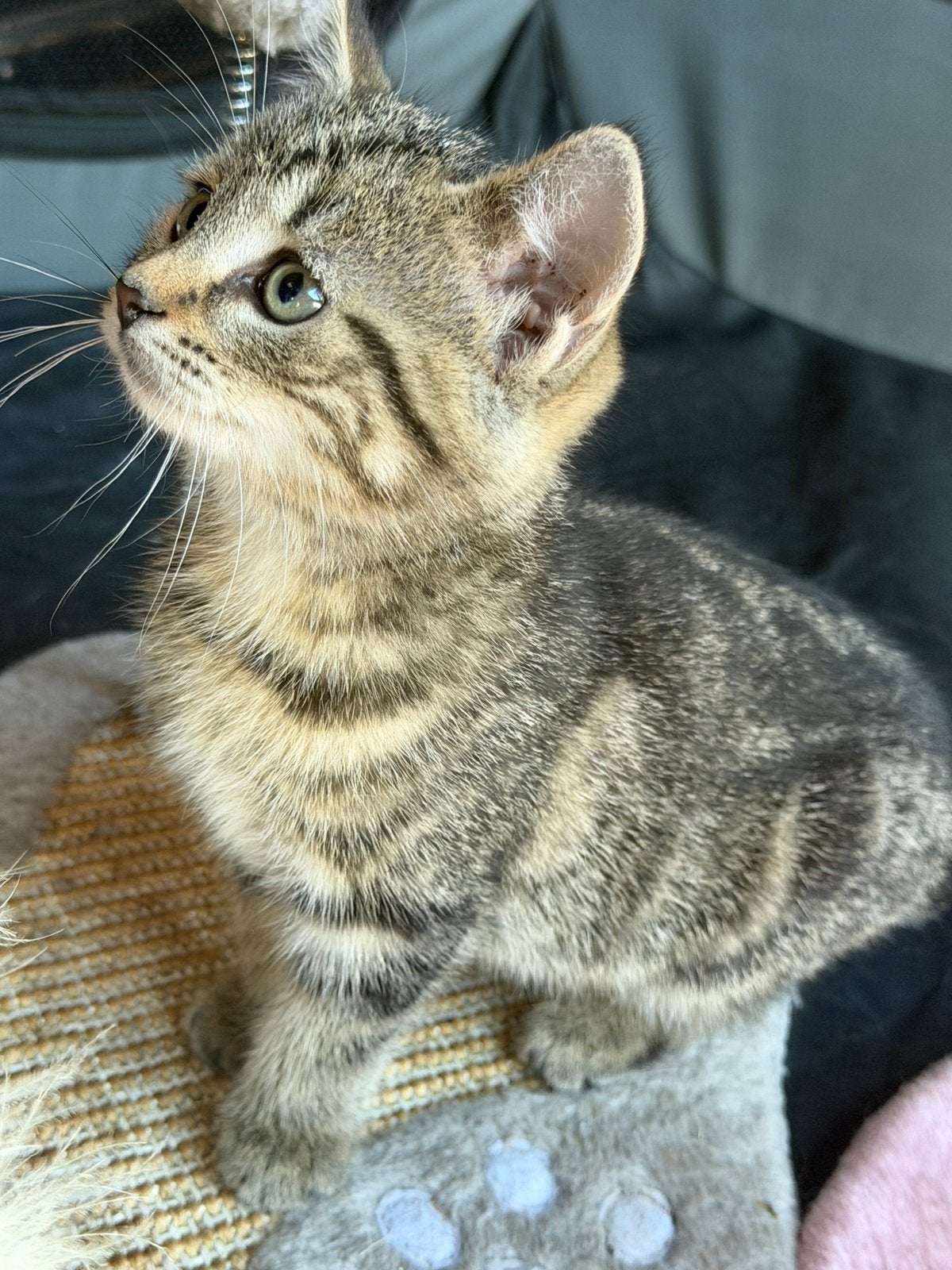 kittens zoeken forever home, Meerdere dieren