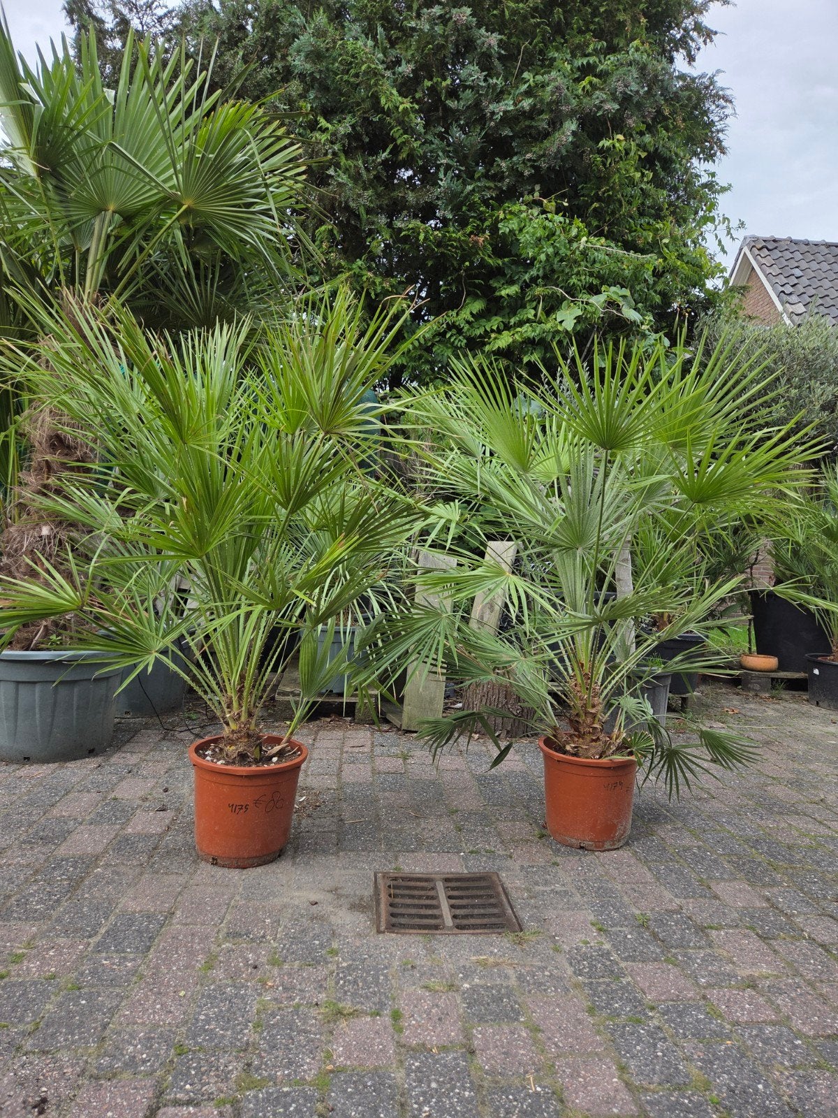 2 prachtige, gezonde Chamaerops humilis palmen