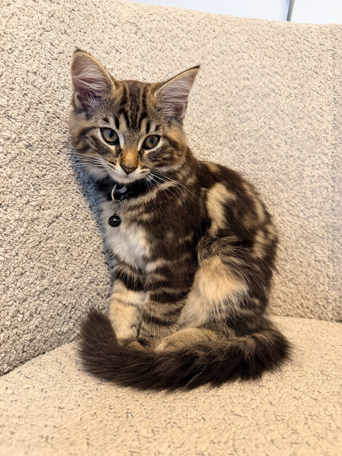 Tiger 3 months old male kitten, Kater