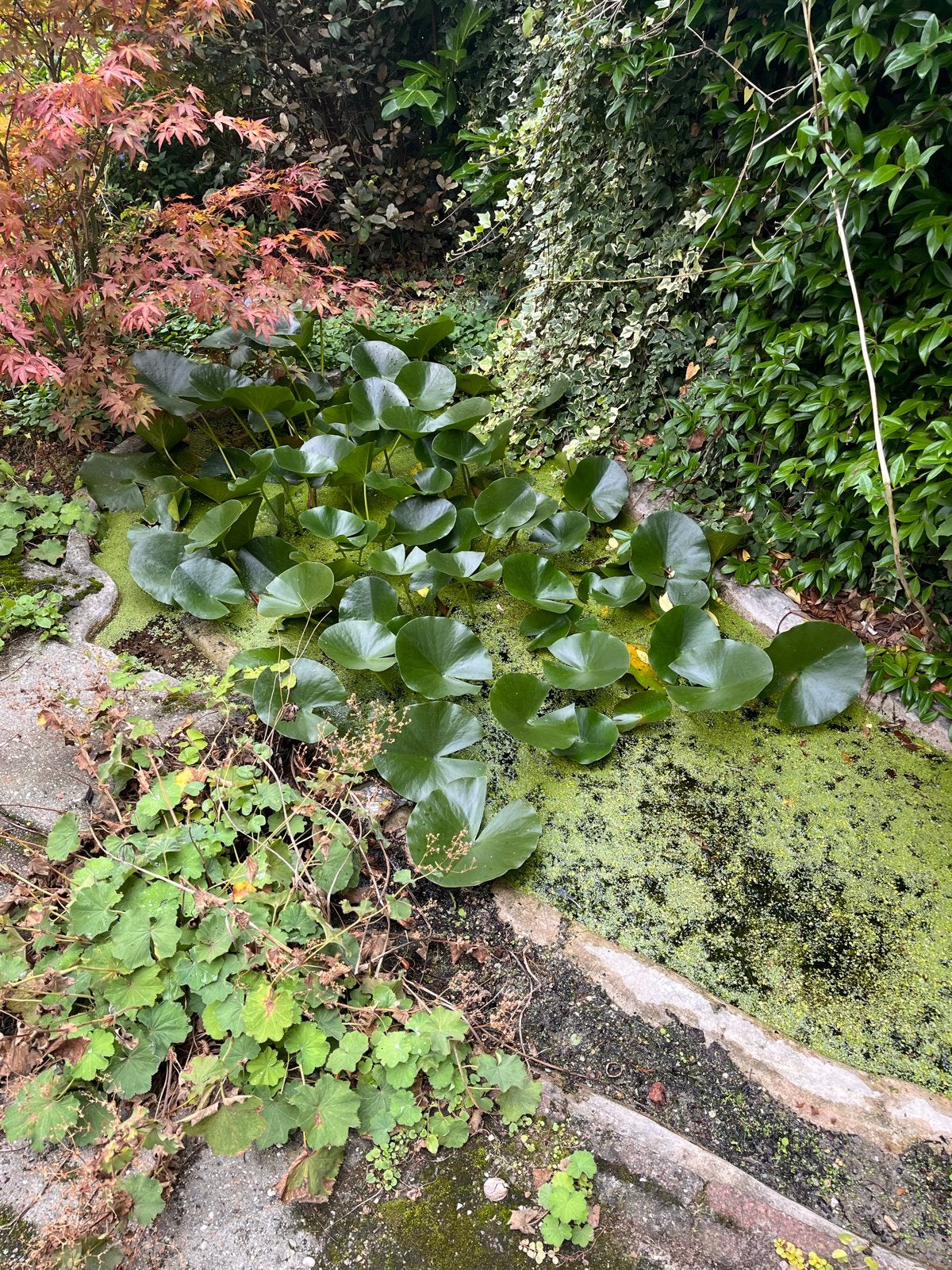 Waterlelies voor uw vijver, Tuin en Terras, Ophalen, Gebruikt