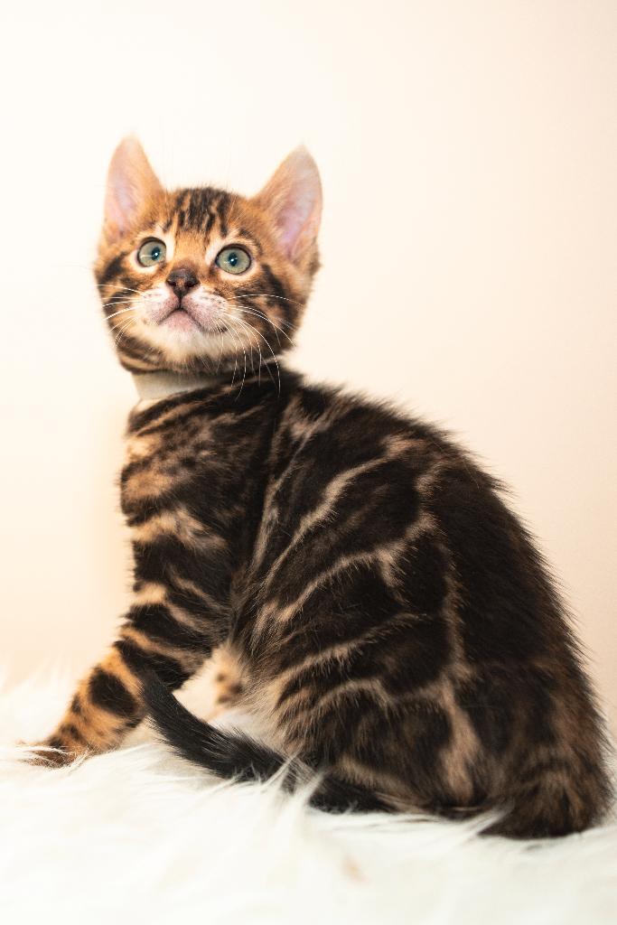 Raszuiver Bengaalse kittens zoeken gouden mandjes, Meerdere dieren, Met stamboom, 0 tot 2 jaar