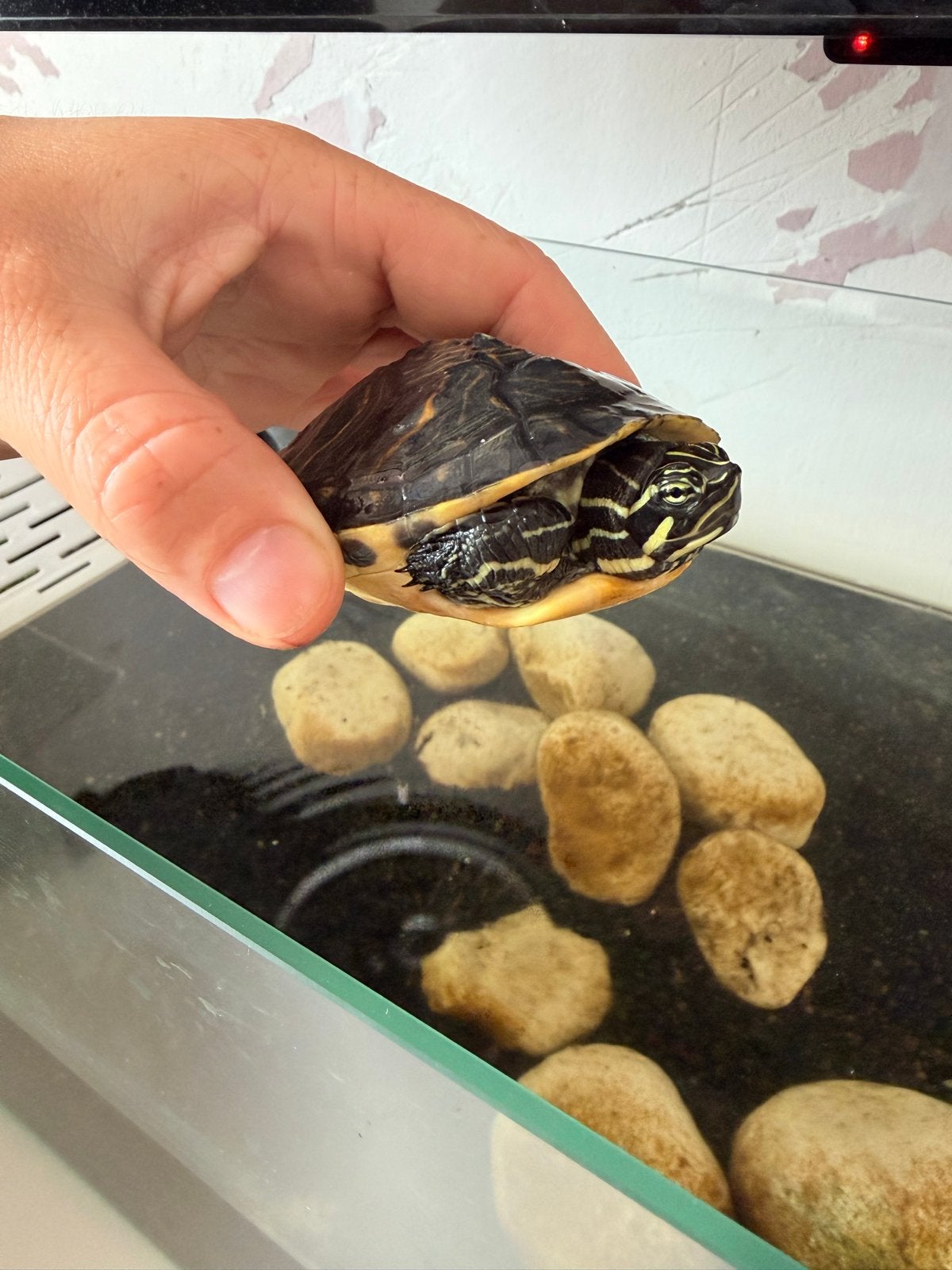 2 schildpadden met toebehoren