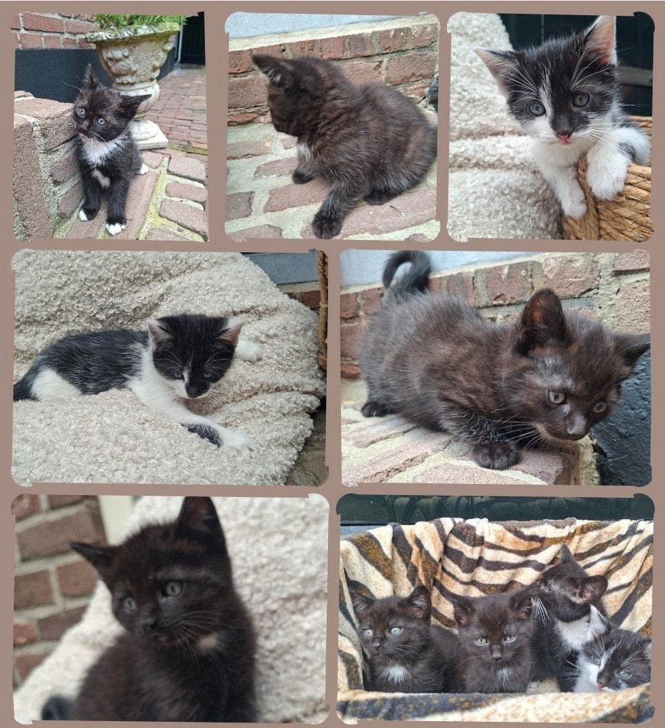 Kittens te koop -moeder kruising ragdoll-, Meerdere dieren