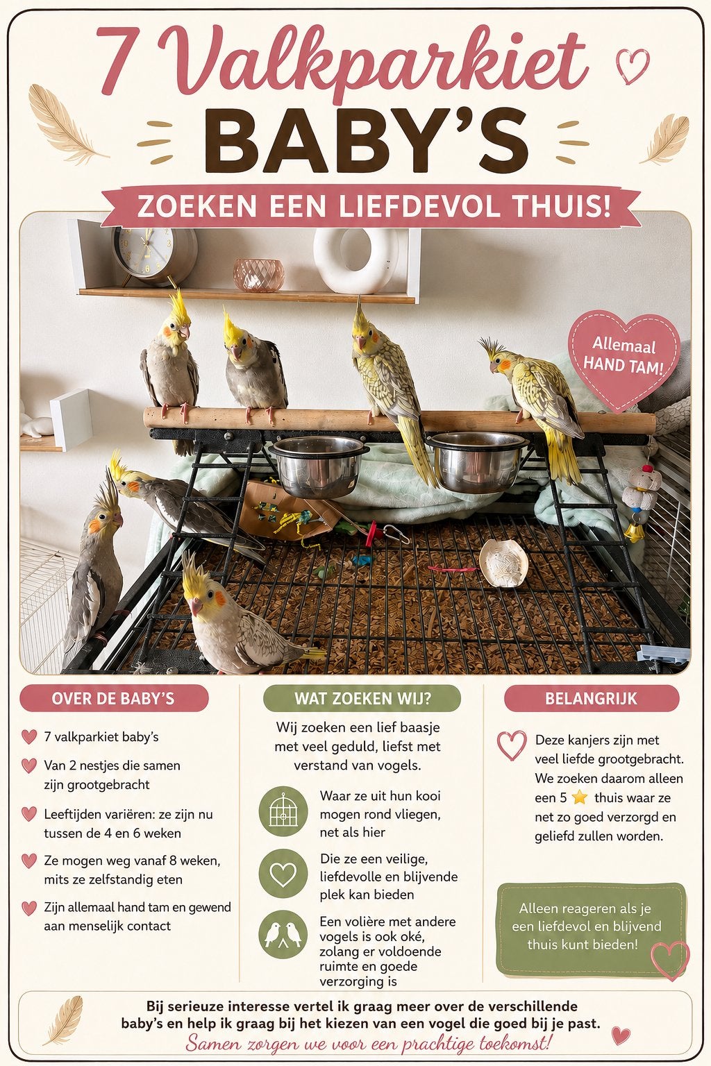Valkparkiet babys zoeken een nieuw huis !, Dieren en Toebehoren, Vogels | Parkieten en Papegaaien, Meerdere dieren, Parkiet