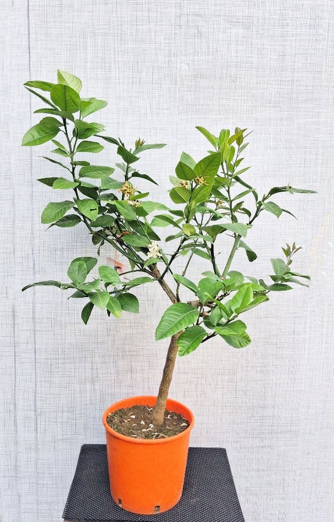 1 Citrus Sinensis Arcobal- Sinaasappel- Nieuw Winterhard -12, Ophalen, Minder dan 100 cm, Overige soorten, Volle zon