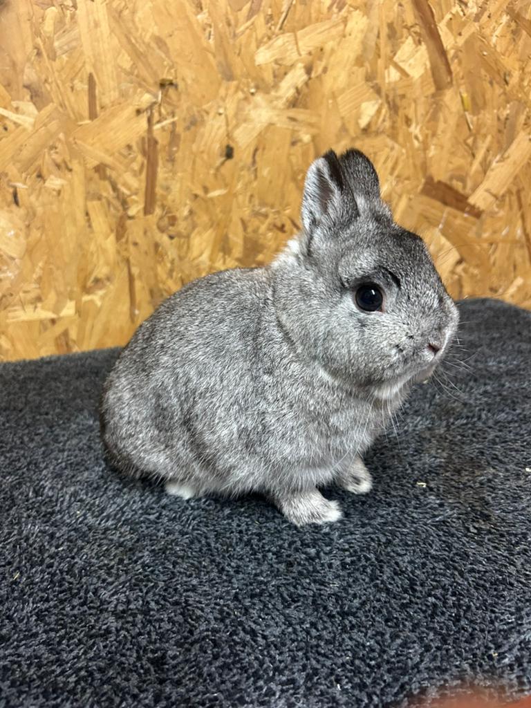 Rasechte Kleurdwerg Chinchilla (dwergkonijn), Dieren en Toebehoren, Konijnen, Mannelijk, Dwerg