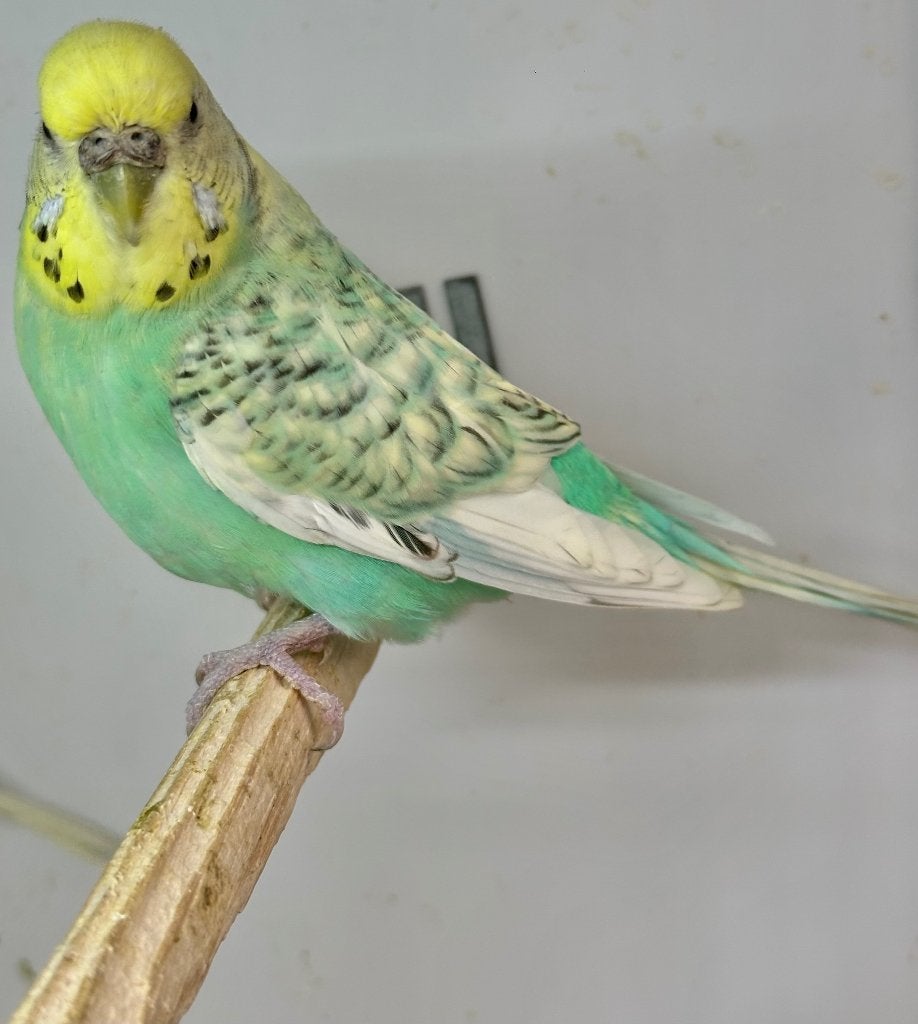 Opaline spangle parkieten, Meerdere dieren, Parkiet