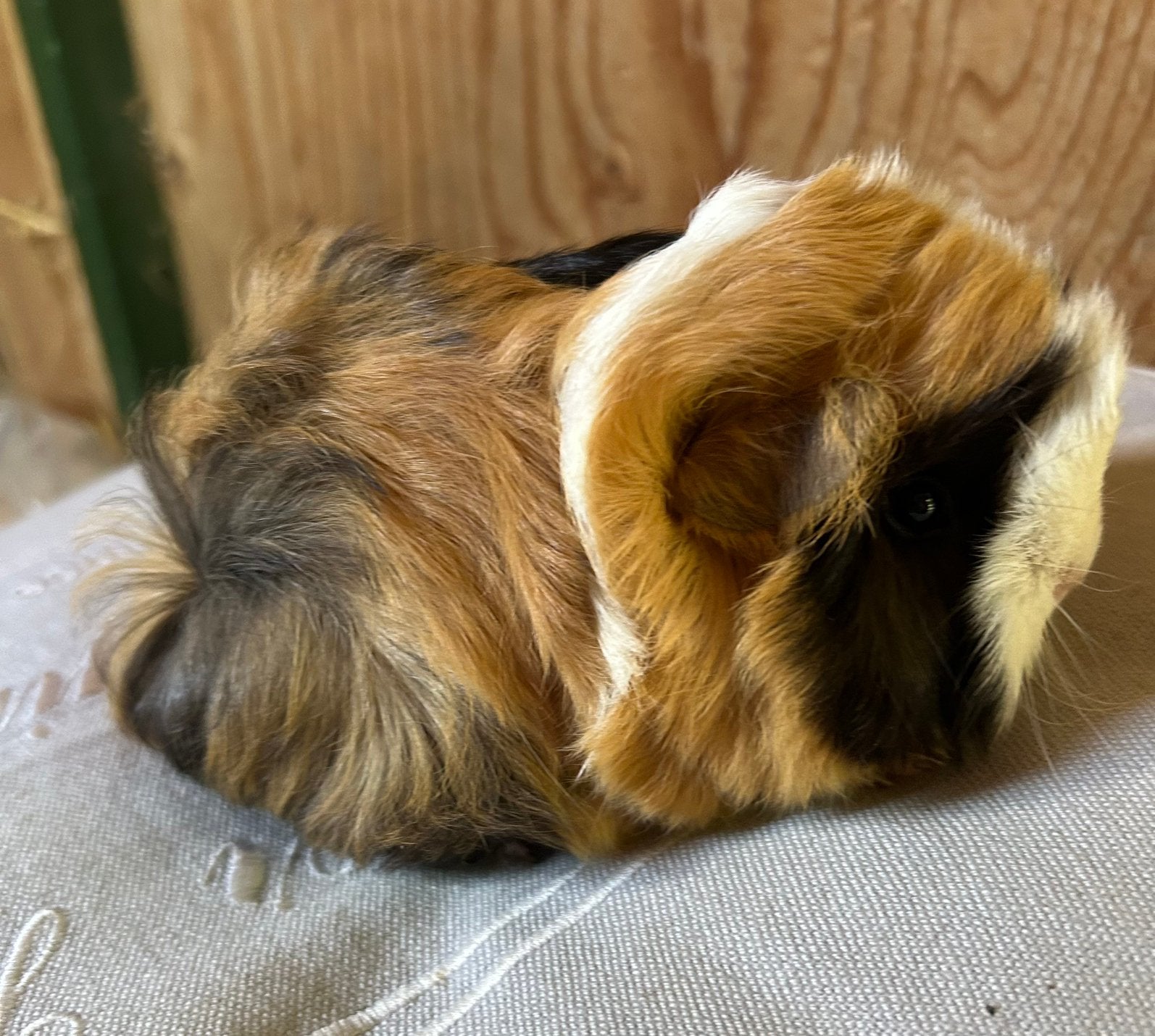 Jong cavia mannetje peruvian, Dieren en Toebehoren, Juni, Mannelijk, Cavia