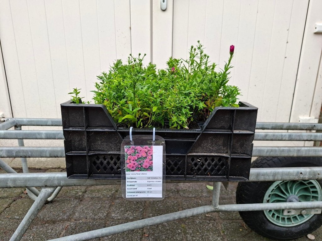 Mooie Aster dumosus 'Jenny' (Herfstaster) in pot!, Tuin en Terras, Planten | Tuinplanten, Ophalen, Overige soorten, Volle zon