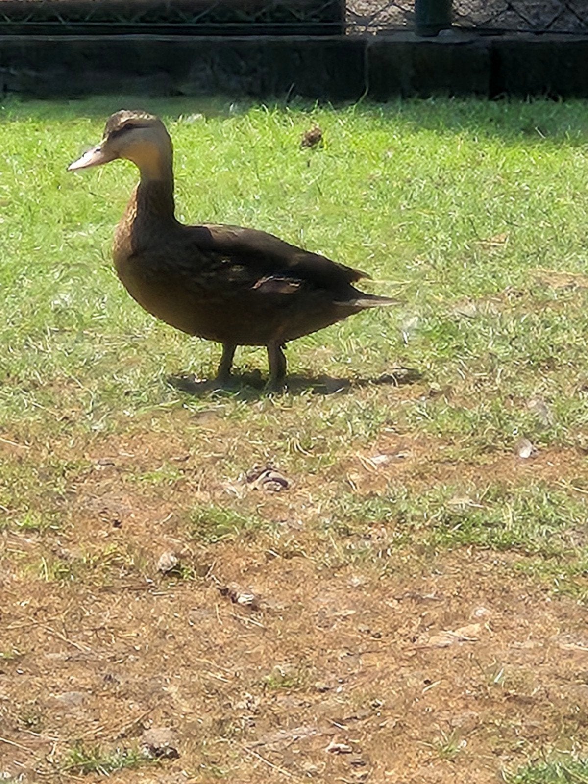 Florida eenden, Dieren en Toebehoren, Meerdere dieren