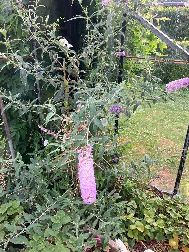 Vlinderstruik licht paars buddleja, Vaste plant, Halfschaduw, Zomer, Ophalen