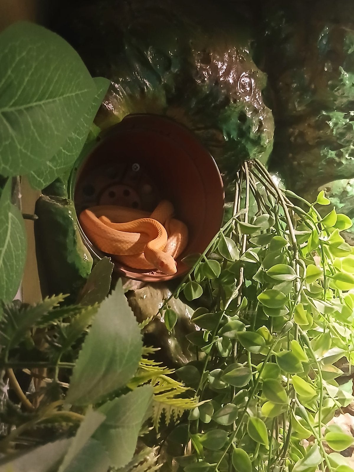 Rattenslang (2021) vrouwtje, Slang, Met terrarium, 3 tot 6 jaar