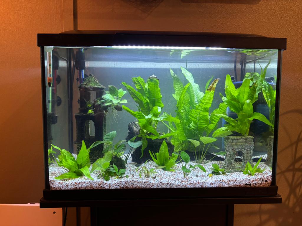 Aquarium, inclusief aquariumkast, planten en toebehoren, Dieren en Toebehoren, Vissen | Aquaria en Toebehoren, Ophalen, Inclusief deksel