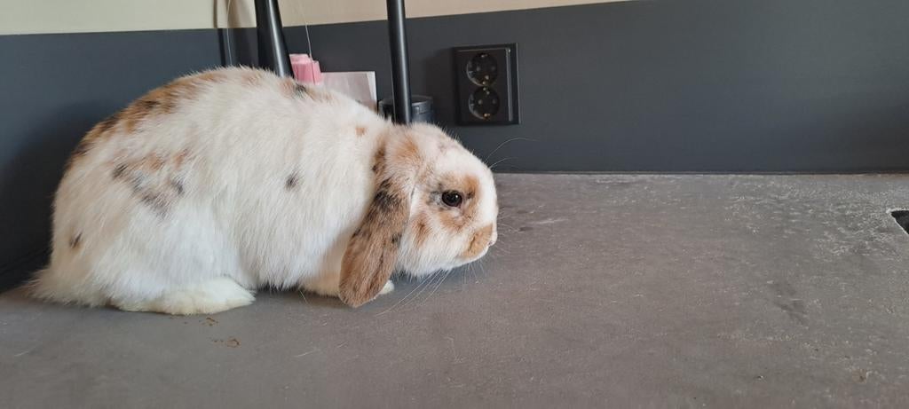 Nederlandse hangoor konijn ram, Dieren en Toebehoren, Konijnen, Mannelijk, Dwerg, Hangoor