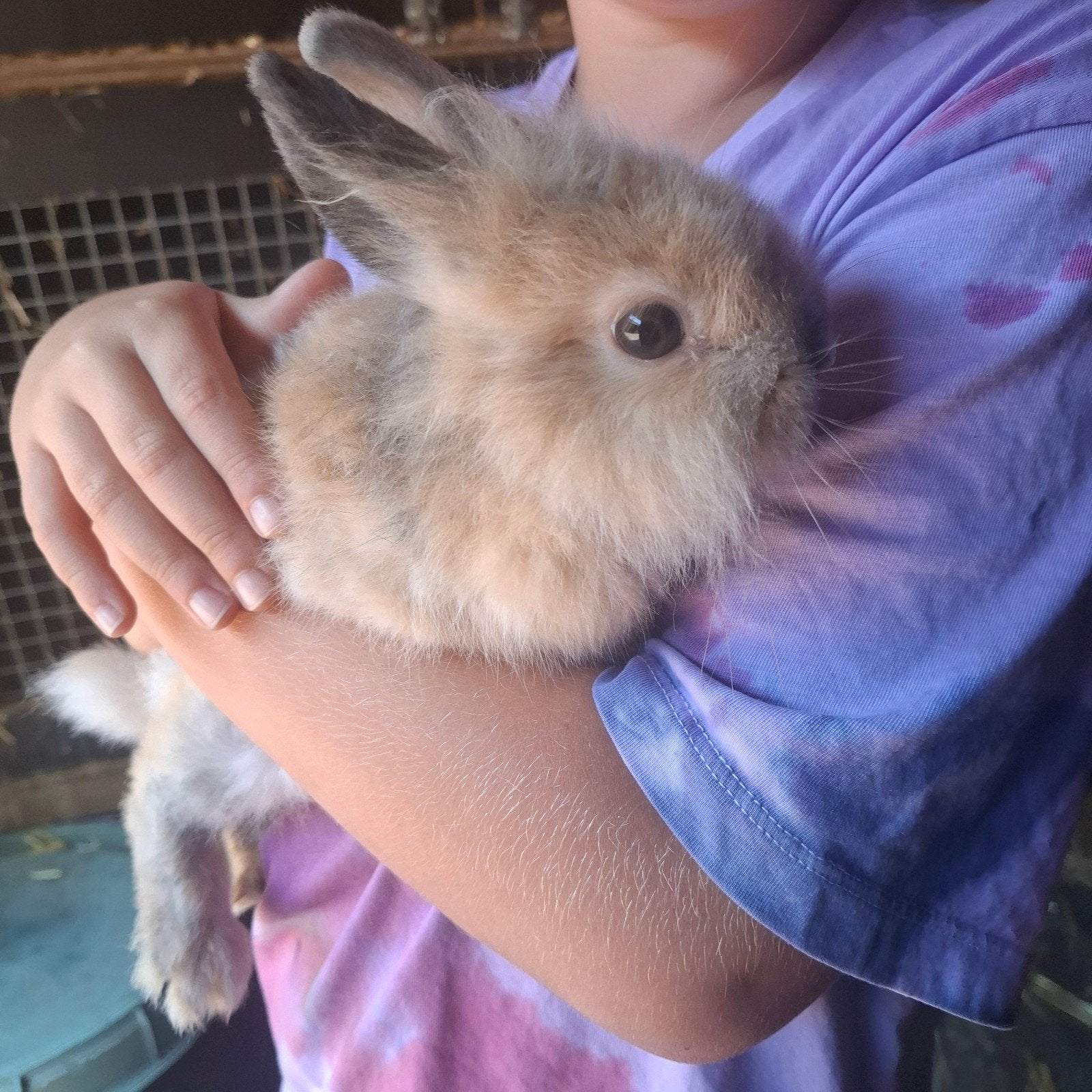 lieve handtamme dwergkonijntjes., Dieren en Toebehoren, Juli, Mannelijk, Overige typen