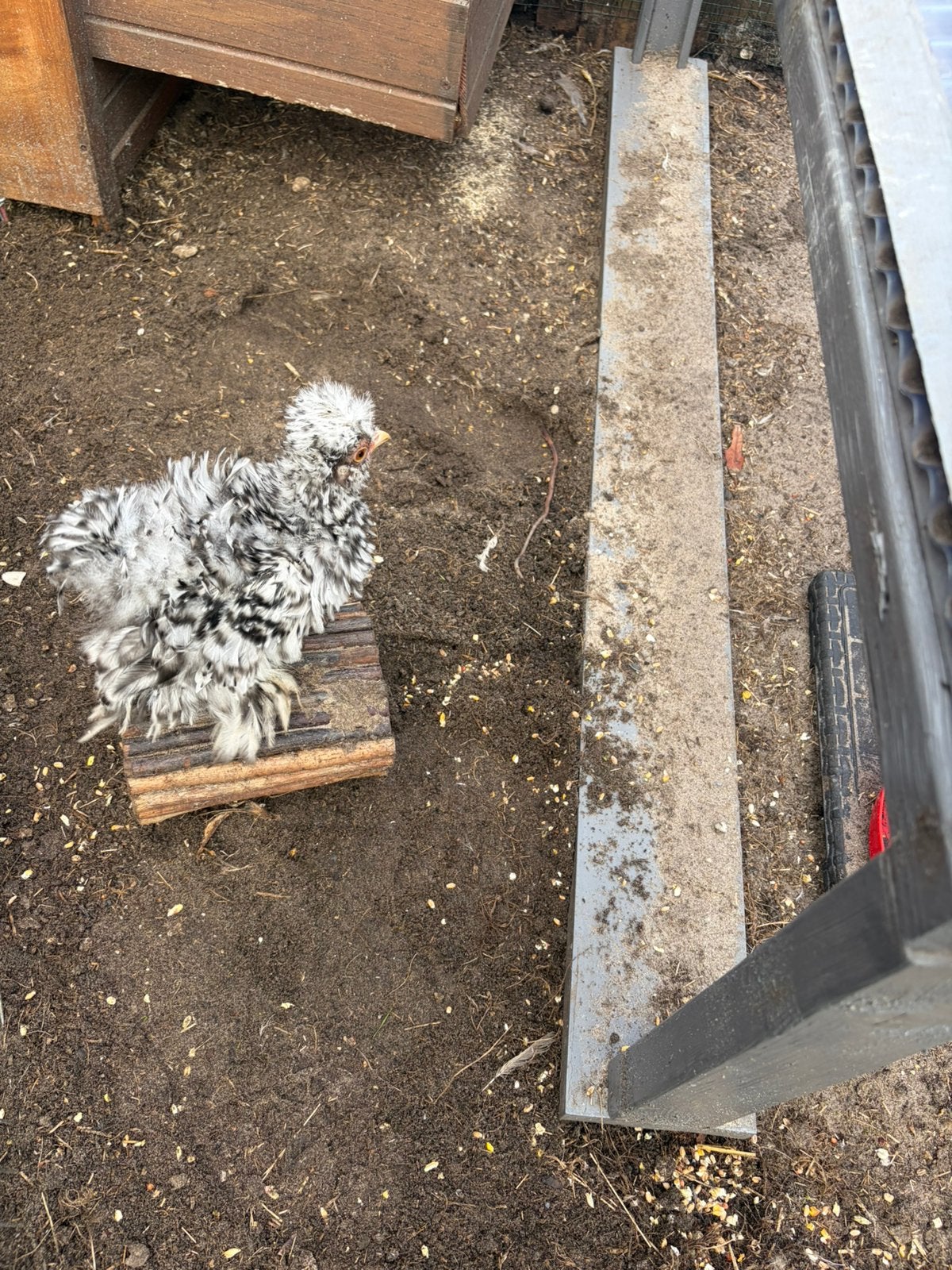 USA zijdehoen Mottled krukveer haantje, Dieren en Toebehoren, Mannelijk, Kip