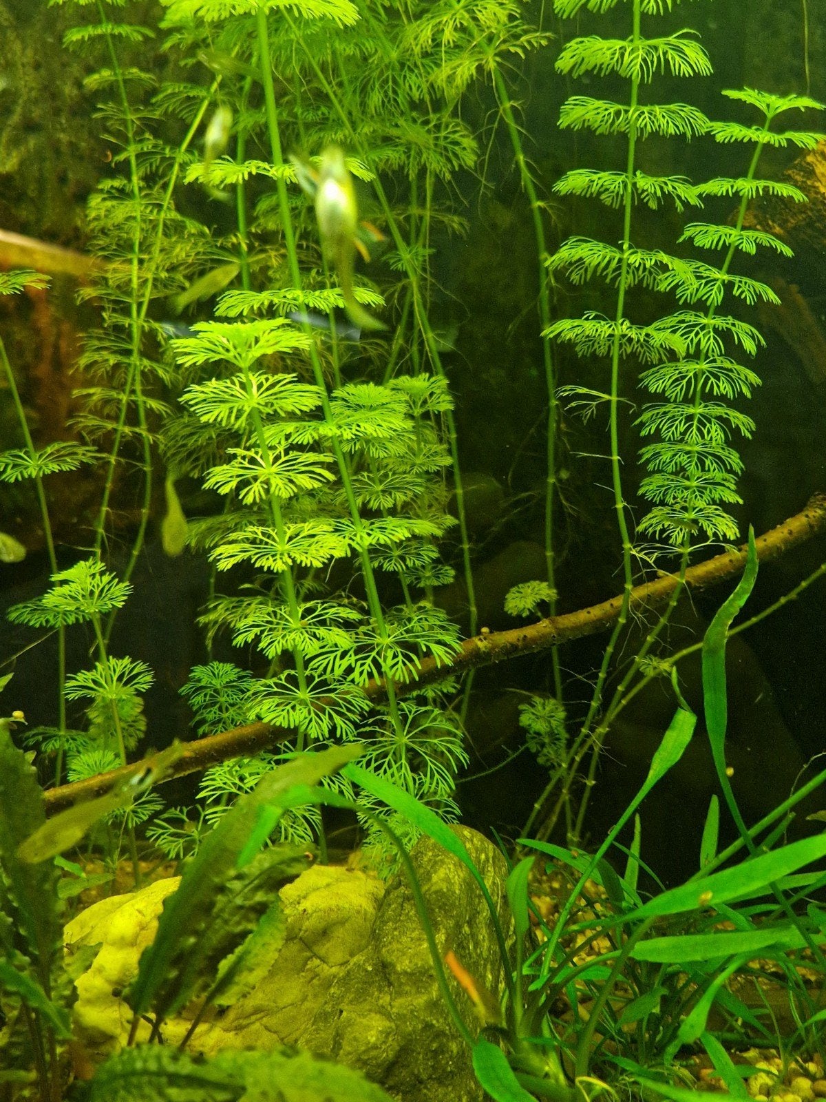 Aquariumplanten, Dieren en Toebehoren, Vissen | Aquaria en Toebehoren, Ophalen, Nieuw, Plant(en), Steen of Hout