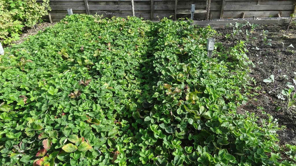 Aardbeien planten, Ophalen, Volle zon, Tweejarig, Zomer