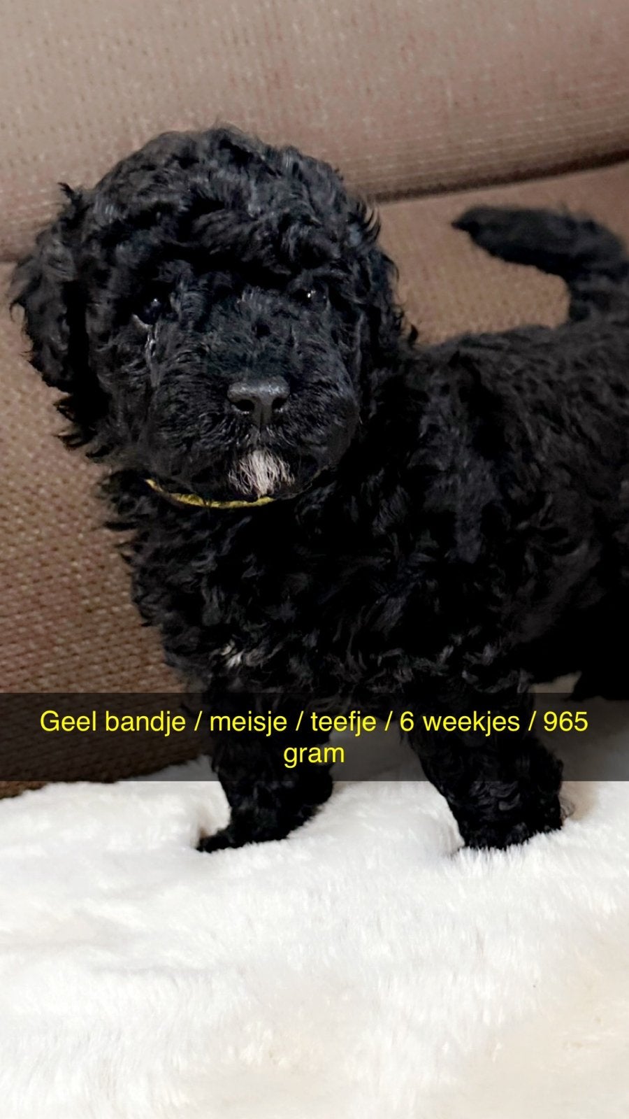 Mini toy !!  !! Zeer knappe mini toy !! Teefjes / reutjes !, Poedel, 8 tot 15 weken, Meerdere, Meerdere dieren
