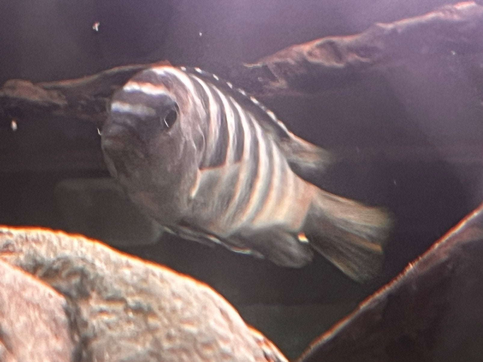 Cichlide en algeneters te koop, Dieren en Toebehoren, Vis, Zoetwatervis