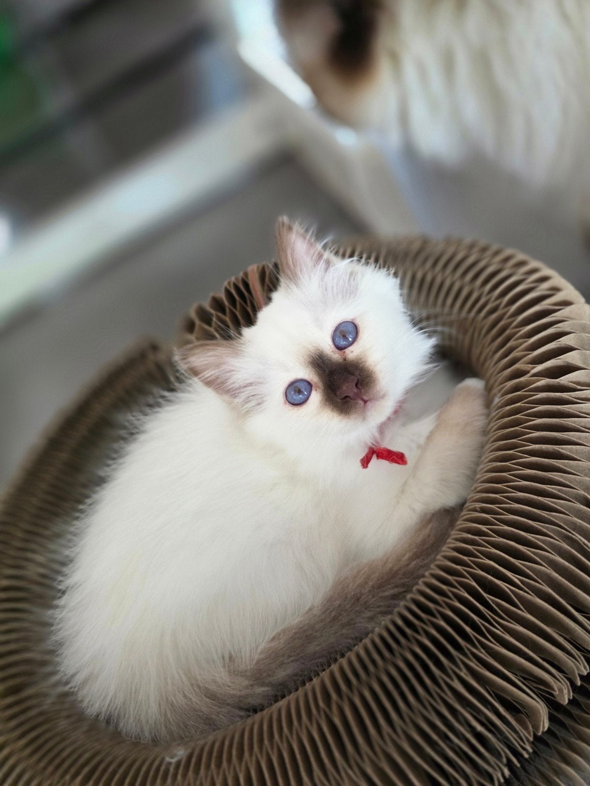 Heilige birmaan kittens met stamboom, Dieren en Toebehoren, Meerdere dieren, Met stamboom, 0 tot 2 jaar