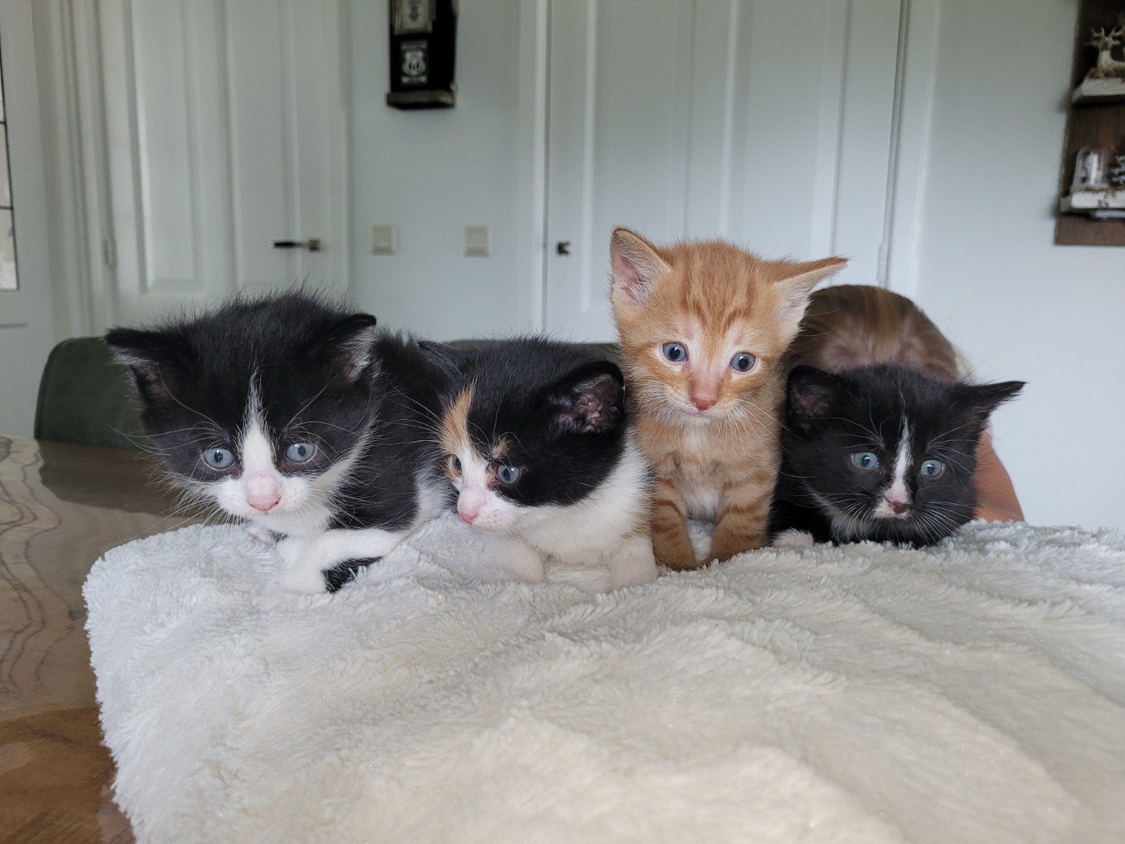 4 hele lieve prachtige kittens, Dieren en Toebehoren, Katten en Kittens | Raskatten | Korthaar, Meerdere dieren, Ontwormd