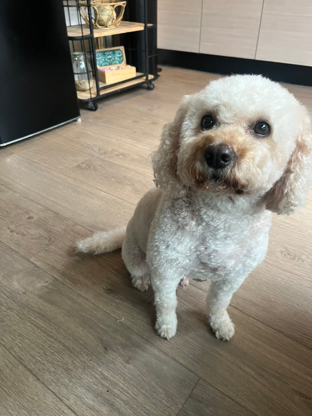 Oppas voor de hond gezocht, 6 jaar of ouder, CDV (hondenziekte), Eén hond, Nederland